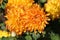 Beautiful bright chrysanthemum