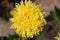 Beautiful bright chrysanthemum