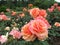 Beautiful bright Closeup Orange Roses Blooming In Summer 2021