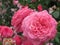 Beautiful bright Closeup Pink Roses Blooming In Summer 2021