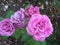 Beautiful bright Closeup Purple Roses Blooming In Summer 2021