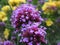 Beautiful Bright Closeup  Purple Vervain Verbena Flowers Blooming In Summer