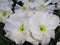 Beautiful Bright Closeup White Winter Bloom Primrose Flowers In January 2021