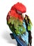 Beautiful bright colored macaw parrot sleeping