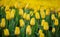 Beautiful bright colorful and beautiful scenes of Spring tulips in the field, Beautiful bouquet of tulips. Colorful tulips, Yellow