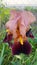 Beautiful bright colorful Iris flower