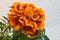 Beautiful bright colorful marigold flower, Aster family