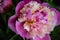 Beautiful bright and colorful peony flower closeup