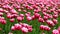 Beautiful bright colorful Spring tulips. Field of tulips. Tulip flowers blooming in the garden. Panning over many tulips