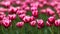 Beautiful bright colorful Spring tulips. Field of tulips. Tulip flowers blooming in the garden. Panning over many tulips