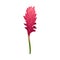 Beautiful Bright Crimson Flower Of Asian Plant Curcuma Vector Illustration