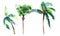 Beautiful bright cute green tropical lovely wonderful hawaii floral herbal summer three palm trees watercolor hand sketch