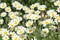 Beautiful bright daisies in green field