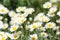 Beautiful bright daisies in green field