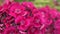 beautiful bright deep pink carnation flower blossom. sunny day.