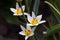 Beautiful bright delicate flower tulip botanical Turkestanica with white petals