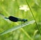 Beautiful bright Dragonfly