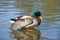 Beautiful bright duck mallard bird swimming in a lake river