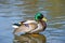 Beautiful bright duck mallard bird swimming in a lake river