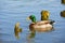 Beautiful bright duck mallard bird swimming in a lake river