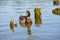 Beautiful bright duck mallard bird swimming in a lake river