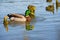 Beautiful bright duck mallard bird swimming in a lake river