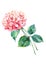 Beautiful bright elegant autumn wonderful colorful tender gentle pink herbal floral hydrangea flower with green leaves watercolor