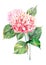 Beautiful bright elegant autumn wonderful colorful tender gentle pink herbal floral hydrangea flowers with green leaves bouquet