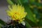 Beautiful bright flower of hamatocactus setispinus close up