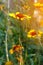 Beautiful bright flower helenium on blooming green meadow