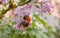 Beautiful bright fluffy bumblebee sitting on the flowers of pink lilac. Fragrant spring. Flowering lilac bushes in the city