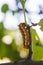 Beautiful bright fluffy caterpillar closeup