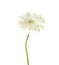 Beautiful bright gerbera flower on white