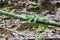 Beautiful bright green color White-lipped Pit Viper snake wrapped around a tree branch in a forest