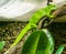 Beautiful bright green colored anolis lizard sitting on a twisted tree branch amazing closeup reptile animal portrait