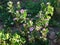 A beautiful bright green Impatiens plant in bloom with purple flowers