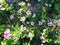 A beautiful bright green Impatiens plant in bloom with purple flowers