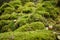 Beautiful Bright Green moss grown up cover the rough stones and on the floor in the forest