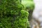 Beautiful bright green moss grows, covers the rugged rocks and on the forest floor.Rocks full of the moss texture in nature for wa