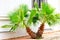 A beautiful, bright green young palm tree grows on a city sidewalk, against a white wall