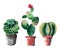 Beautiful bright herbal beautiful wonderful floral herbal gorgeous cute spring colorful three cactus in clay pots