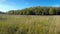 Beautiful, bright landscape - the wood behind a meadow