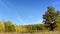 Beautiful, bright landscape - the wood behind a meadow