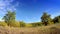 Beautiful, bright landscape - the wood behind a meadow