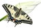 Beautiful bright and large swallowtail Papilio machaon butterfly