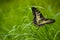 Beautiful bright and large swallowtail Papilio machaon butterfly, yellow with a black pattern