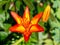 Beautiful bright lilies bloom in the garden.