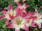 Beautiful bright lilies on the dacha plot