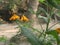 The beautiful and bright Marigolds flower