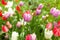 Beautiful bright multicoloured tulips in flowerbed in park or garden after rain. Rain droplets glisten on flowers. Cute wallpaper